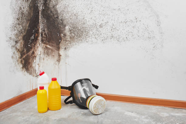 Best Fast Mold Removal  in New Wilmington, PA