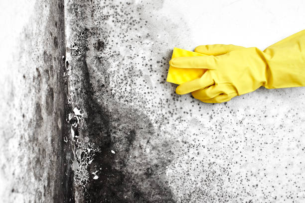 Best Same-Day Mold Removal  in New Wilmington, PA
