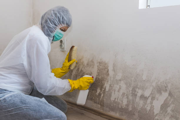Office Mold Removal Services in New Wilmington, PA