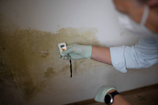 Crawl Space Mold Removal in New Wilmington, PA
