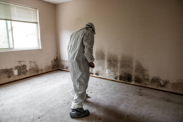 Best Mold Remediation  in New Wilmington, PA