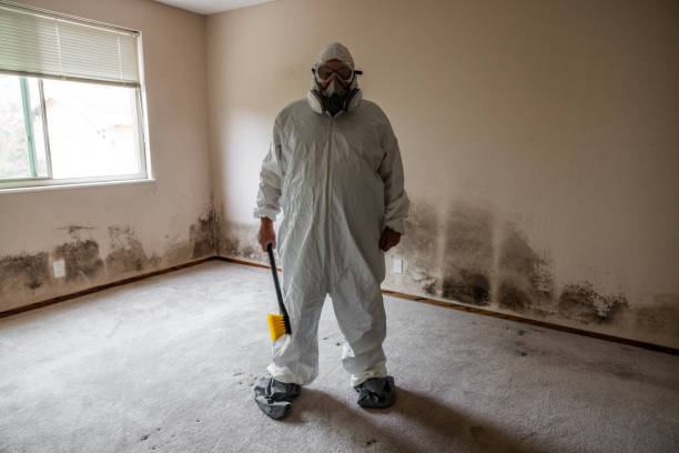Professional Mold Removal in New Wilmington, PA