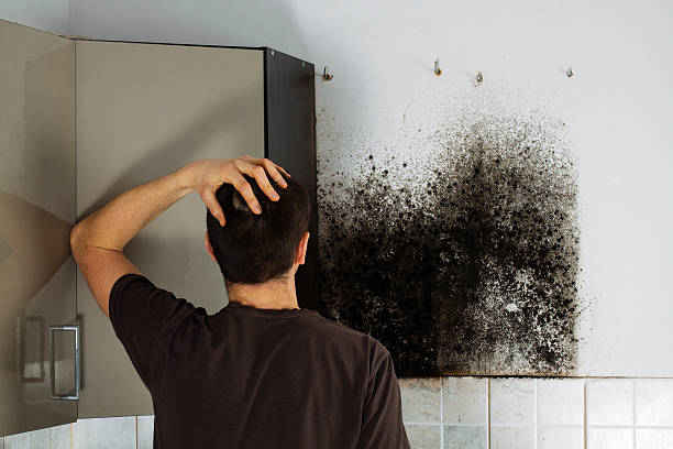Best Mold Removal Specialists  in New Wilmington, PA