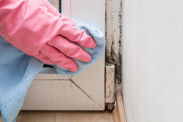 Best Mold Damage Repair  in New Wilmington, PA